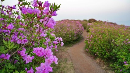 Obraz premium Beautifully blooming Hwangmaesan Mountain scenery