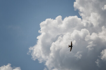 Silhouette of a swallow flying with outstretched wings against the background of cumulus clouds high in the sky, bird flying in the blue sky, swallow flying among the sky and clouds.