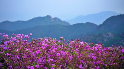 Beautifully blooming Hwangmaesan Mountain scenery