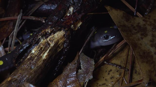 A close-up of a Yellow Spotted Salamander hiding under leaves and twigs on the wet forest floor at night.