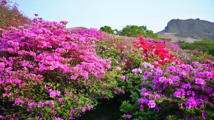 Beautiful Rhododendron Gardens in Korea