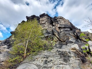 Dark rock face Grossvater in the Harz mountains with young birch tree growing beside textured cliff