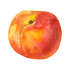 watercolor illustration of a ripe peach. Hand painted fuit with soft, delicate gradients of orange, yellow and red tones. Perfect for packing, branding, kitchen decor or botanical designs
