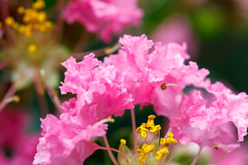 Pink crepe myrtle flower macro with yellow stamens and shallow depth of field