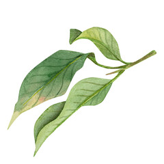 Watercolor branch with leaves, hand-drawn. Delicate, natural shades of green, light watercolor texture. Perfect for invitations, cards, wedding decor, packaging design, posters and scrapbooking.