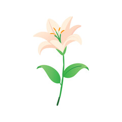 Lily flower flat minimal vector illustration, elegant floral icon, simple botanical spring design

