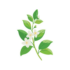 Jasmine flower flat minimal vector illustration, simple white floral icon, elegant botanical