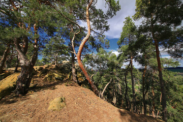 Curved pine trunks rising along a steep, rocky woodland ridge with dense forest background
