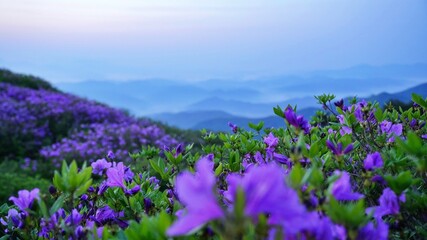 Obraz premium Beautifully blooming Hwangmaesan Mountain scenery