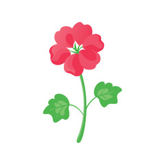 Geranium flower flat minimal vector illustration, simple pink floral icon, modern botanical