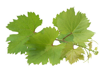Grape branch on transparent background.Grapevine.