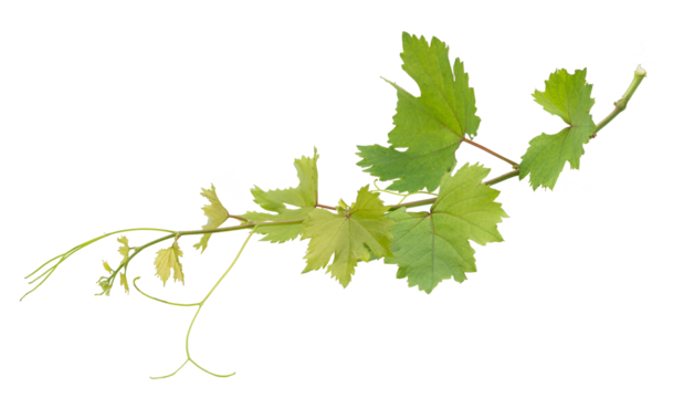 Grape branch on transparent background.Grapevine.