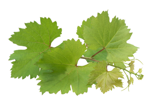 Grape branch on transparent background.Grapevine.