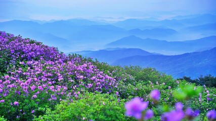 Beautifully blooming Hwangmaesan Mountain scenery