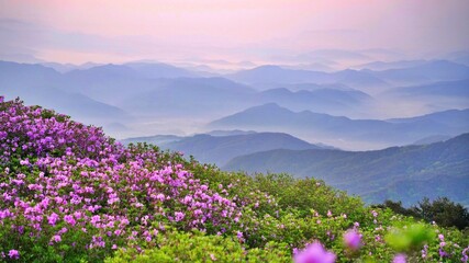 Obraz premium Beautifully blooming Hwangmaesan Mountain scenery