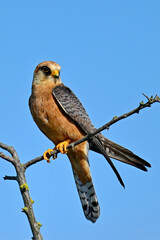 Red-footed falcon - female // Rotfußfalke - Weibchen (Falco vespertinus) 