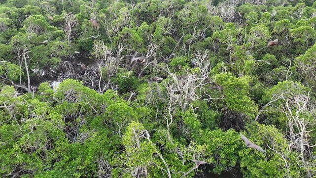 Sunda fruit bats, Acerodon mackloti, fly over an extensive mangrove forest on an island near Flores where their colony roosts. These large bats are considered a vulnerable species by the IUCN.