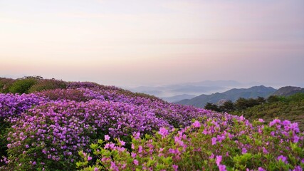 Fototapeta premium Beautifully blooming Hwangmaesan Mountain scenery