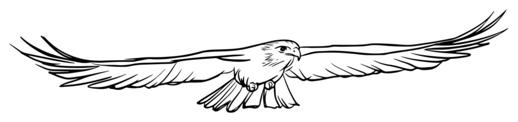 soaring eagle with wings spread in flight – hand drawn vector illustration