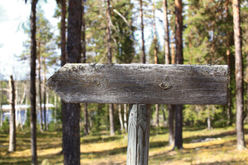 Wooden arrow sign in sunlit pine forest surrounded by moss and tall trees