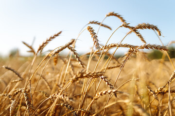 Obraz premium A bright field of ripe wheat against a blue sky at sunset. An agricultural field with a rich harvest of wheat. Golden ears of grain flutter in the wind. Concept of nature and agriculture.