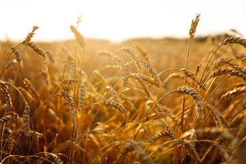 A bright field of ripe wheat against a blue sky at sunset. An agricultural field with a rich...
