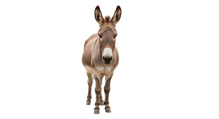 Isolated Donkey