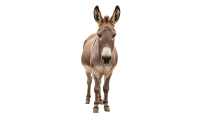 Isolated Donkey