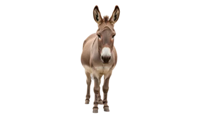 Fotobehang Ezel Isolated Donkey  © Julia