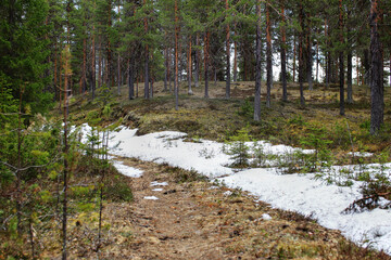 Forest trail winds through melting snow patches at the edge of a quiet clearing