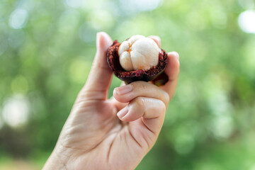 Mangosteen, Hands peeling a fresh mangosteen harvested from the garden, showing its white flesh clearly, Tropical fruit picking concept with natural garden background