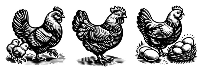 farm hens with chicks and eggs silhouette shape vector © Mago