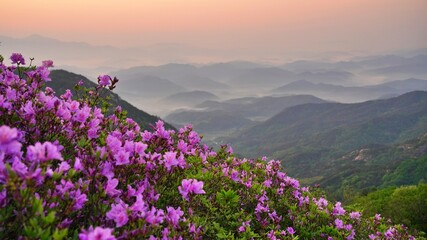 Obraz premium Beautifully blooming Hwangmaesan Mountain scenery