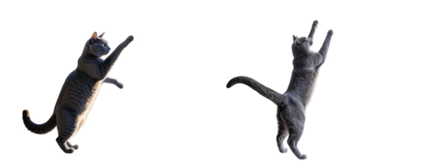 Playful Russian Blue cat stretching on a sunny windowsill with cityscape transparent background PNG