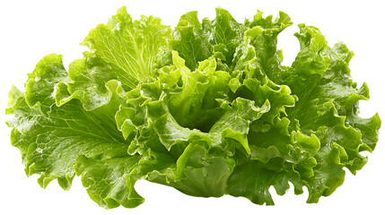  Lettuce lea isolated on a white background
