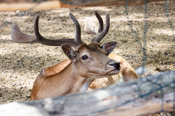 Portrait of a little deer in the forest