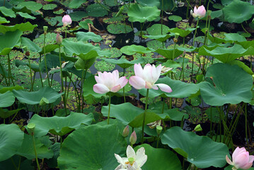 group of pink lotus flowers blossom in the lake