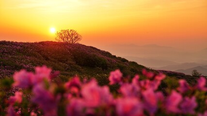 Beautifully blooming Hwangmaesan Mountain scenery