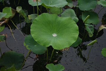 water drop on the green lotus leaf in the pond