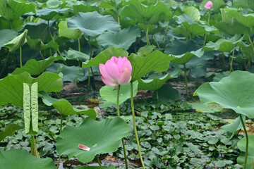 pink lotus flower ready to blossom in the lake in the park