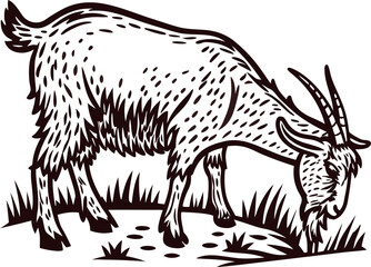Hand drawn engraved illustration of a goat grazing on grass in a vintage pastoral rural farm scene