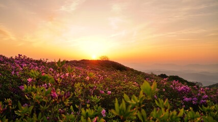 Beautifully blooming Hwangmaesan Mountain scenery