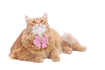 Fluffy ginger cat with pink bow tie isolated on transparent background. PNG image of domestic pet in festive accessory for design use.