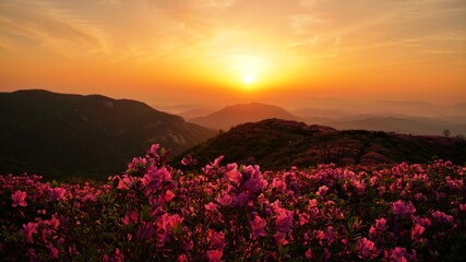 Beautifully blooming Hwangmaesan Mountain scenery