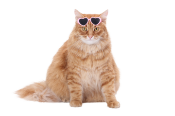Ginger cat wearing pink heart-shaped sunglasses isolated on transparent background. PNG image of stylish fluffy pet for design or digital use.
