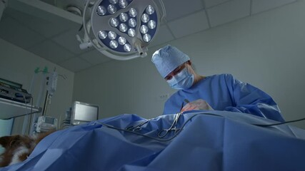 Dedicated female vet surgeon in a surgical gown, cap, and gloves performing dog surgery using medical instruments, low angle shot. - Powered by Adobe