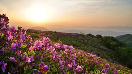 Obraz premium Beautifully blooming Hwangmaesan Mountain scenery