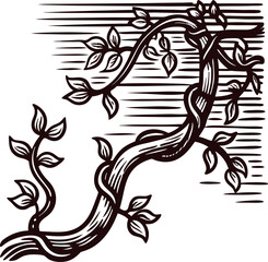 Obraz premium Hand drawn vintage vine plant twisting on wooden surface with leaves in engraving illustration