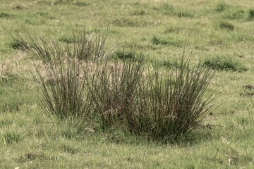 Juncus effusus soft rush growing in green field