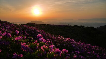 Obraz premium Beautifully blooming Hwangmaesan Mountain scenery